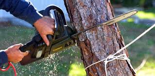 Best Utility Line Clearance  in Guthrie, KY
