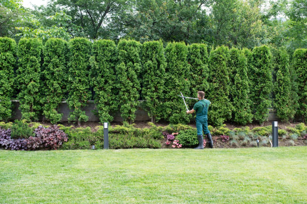 Best Tree Maintenance Programs  in Guthrie, KY