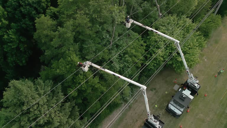 How Our Tree Care Process Works  in  Guthrie, KY